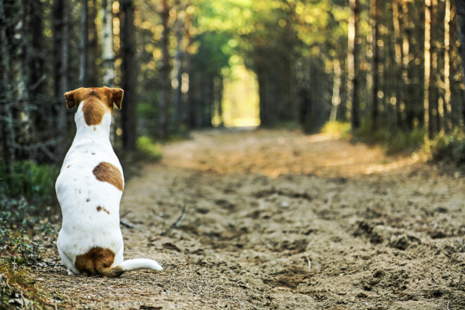 El Primer Master En Derecho Animal De Europa Se Imparte En Barcelona Fundacion Affinity